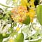 26" Yellow & Orange Berry & Thistle Floral Spring Wreath